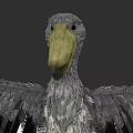 Close up view of pelican with large yellow beak and gray feathered spread wings