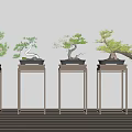 Multiple Bonsai Plants On Modern Stands In Indoor Setting With Light Walls And Wooden Floor