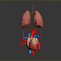 Medical Device 3D Anatomical Model With Human Lungs And Heart Structure 3d model