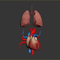 Respiratory organs Human respiratory organs Human respiratory system Respiratory system model Lung model 3d model