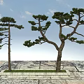 Tall Pine Trees With Green Foliage On Stone Base Under Blue Sky 3d model