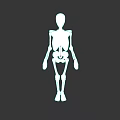 Male Human Skeleton 3D Model Anatomical Structure White On Black Background