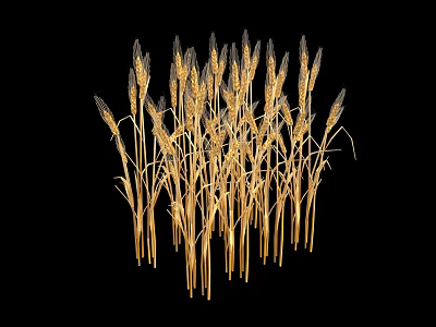 Golden Ripe Wheat Ears Isolated On Black Background For Agricultural Visual 3d model