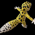 Yellow and Black Spotted Gecko With White Underbelly Open Mouth Outstretched Limbs On Black Background