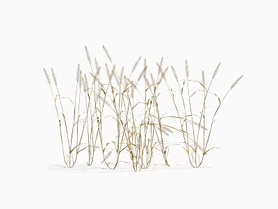 Elegant Slender Light Yellow And White Dried Grass On White Background 3d model