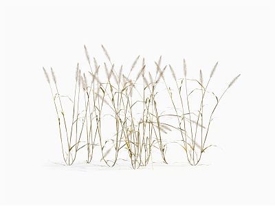 modern grass withered grass 3d model