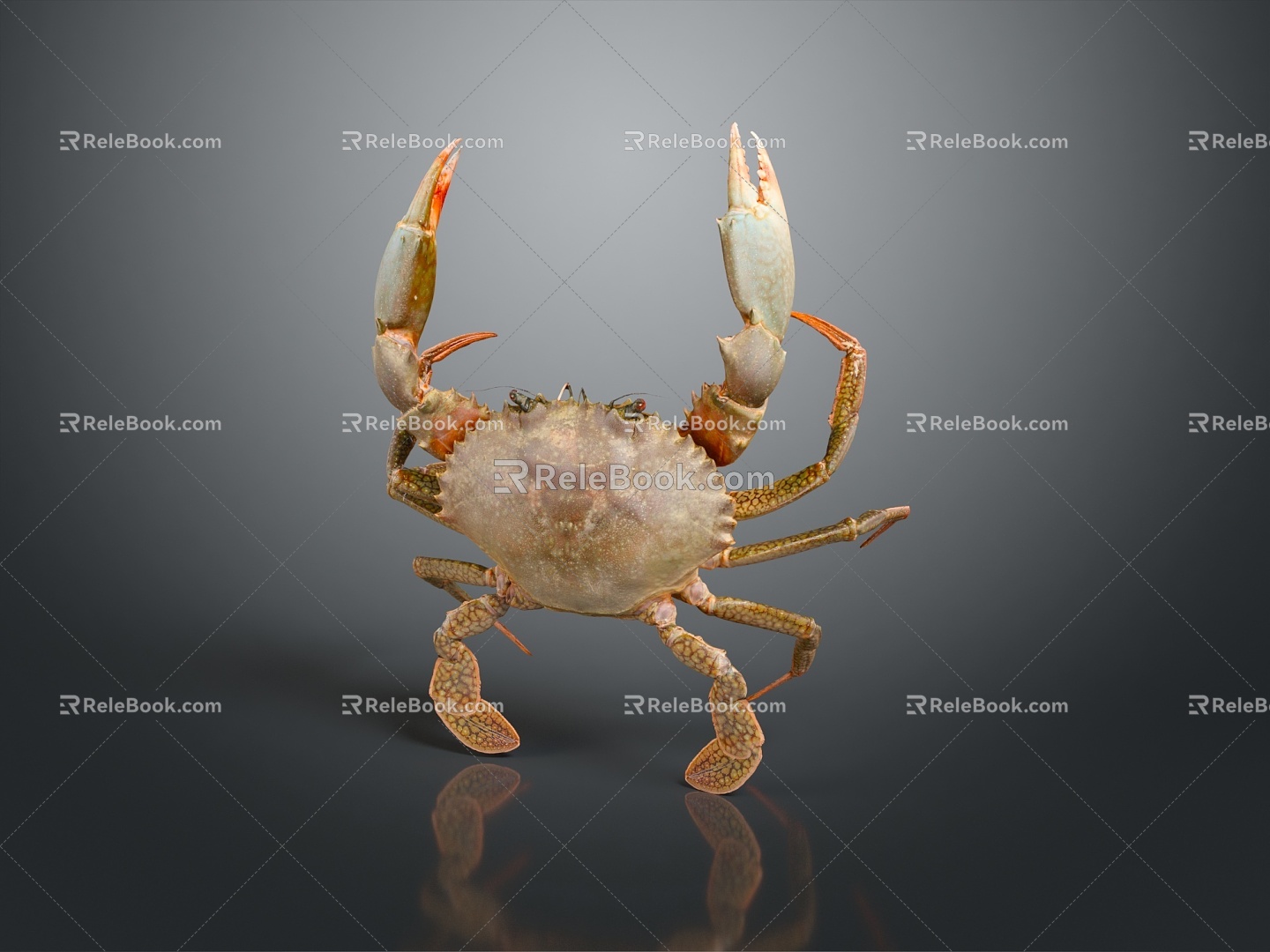 crab sea crab river crab hairy crab bread crab hermit crab big crab small crab marine animal fish 3d model