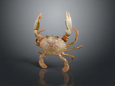 Detailed Aquatic Animal Crab Featuring Light Colored Body And Raised Claws On Dark Background 3d model