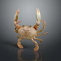 Detailed Aquatic Animal Crab Featuring Light Colored Body And Raised Claws On Dark Background