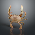 crab sea crab river crab hairy crab bread crab hermit crab big crab small crab marine animal fish 3d model