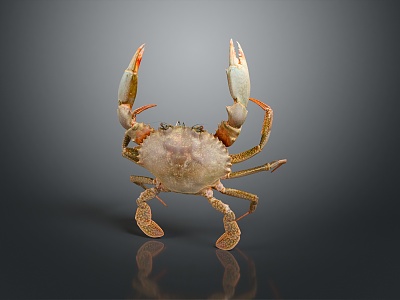 crab sea crab river crab hairy crab bread crab hermit crab big crab small crab marine animal fish 3d model