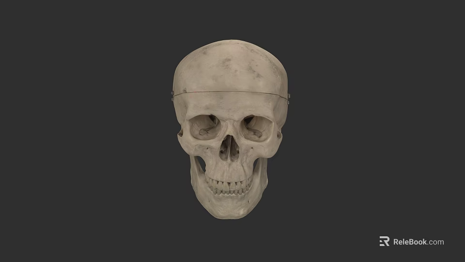 Human Skull Anatomical Structure With Detailed Bone Texture And Facial Features 3d model 