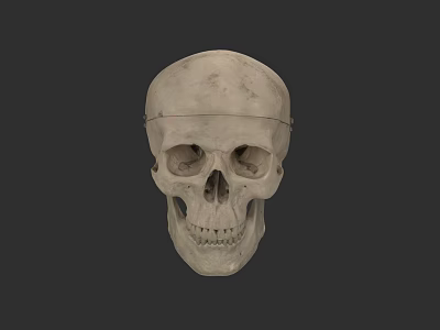 Human Skull Anatomical Structure With Detailed Bone Texture And Facial Features 3d model