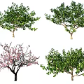 Different Tree Varieties Featuring Blossoming Branches and Lush Green Foliage 3d model