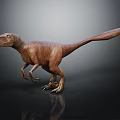 3D Velociraptor Character Model in Standing Pose with Brown Skin Long Tail and Dark Reflection