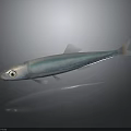 Silver Fish With Shiny Body And Large Eye On Dark Background With Reflection