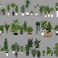Bonsai and Potted Plants Collection With Various Species And Different Pot Styles Neatly Arranged