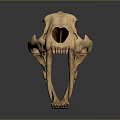 Medical Device Anatomical Skull Model as Educational Tool for Medical Training and Research
