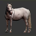 White Pony With Light Mane And Tail Wearing Braided Bridle Against Gray Background And Reflection