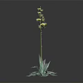 Green Plant With Long Stem Yellow Flower Cluster And Broad Green Leaves On Dark Background