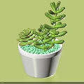 Bonsai Potted Plant with White Pot Green Succulents and Green Pebbles on Light Green Background