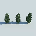 Three Green Shrubs Standing On Light Gray Background With Shadows 3d model