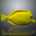 Vibrant Yellow Fish with Orange Fins and Sleek Body on Gray Background with Reflection