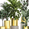 Green Plants In Golden Pots Of Various Sizes With Large Tropical Leaves For Garden Decor
