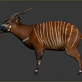 Okapi Wild Animal With Reddish Brown Coat White Stripes Horns And Distinctive Facial Markings