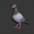 Gray and White Pigeon with Green Neck Feathers Standing on Black Background With Reflection