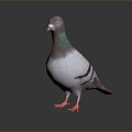 Modern Pigeon Birds 3d model