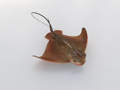 Brown Stingray With Long Tail On White Background Marine Animal 3d model