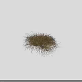 Vibrant Ornamental Grass With Yellow Green Foliage And Clumping Growth Pattern