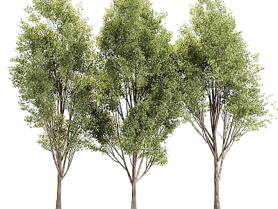 Tree Pit Design with Three Lush Trees for Urban Green Landscaping 3d model