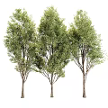 Tree Pit Design with Three Lush Trees for Urban Green Landscaping