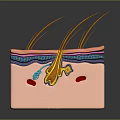 Detailed Scalp Anatomy Showing Hair Follicles Skin Layers And Hair Strands Structure
