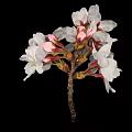 White Cherry Blossoms With Blooming Flowers And Pink Buds On Black Background