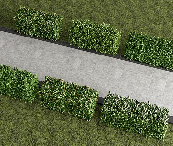 Hedgerow, shrub, plant isolation belt, sidewalk, hedge wall, green belt, plant combination 3d model