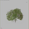 Modern Pepper Tree Pepper Tree Landscape Tree 3d model