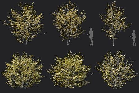 Laurel shrub 3d model