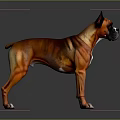 Brown And Black Brindle Boxer Dog Standing On Smooth Gray Background With Reflective Surface