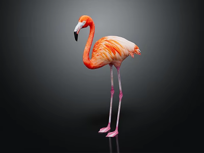 Elegant Vibrant Pink And Orange Feathered Flamingo With Long Legs Standing Against Dark Background 3d model