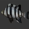 Black and White Striped Fish Lifelike Model with Detailed Fins and Artistic Design