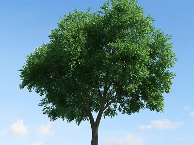 Tall Arbor With Lush Green Foliage Against Blue Sky And White Clouds 3d model