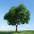 Tall Arbor With Lush Green Foliage Against Blue Sky And White Clouds