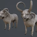 Three Goats with Curved Horns in Various Sizes and Colors Standing on Gray Background