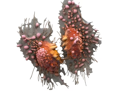 Detailed Cell Structure Morphology With Protrusions Internal Granules And Orange Pink Regions 3d model