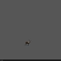 Detailed Realistic Deer With Big Antlers Standing On Plain White Background