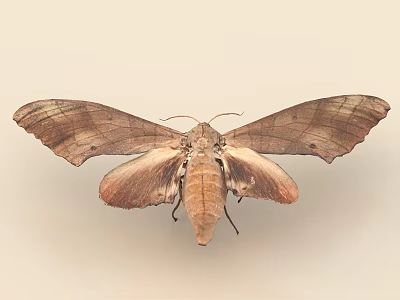 Brown Moth With Large Spread Leathery Wings On Light Background 3d model