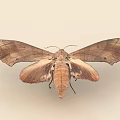 Brown Moth With Large Spread Leathery Wings On Light Background